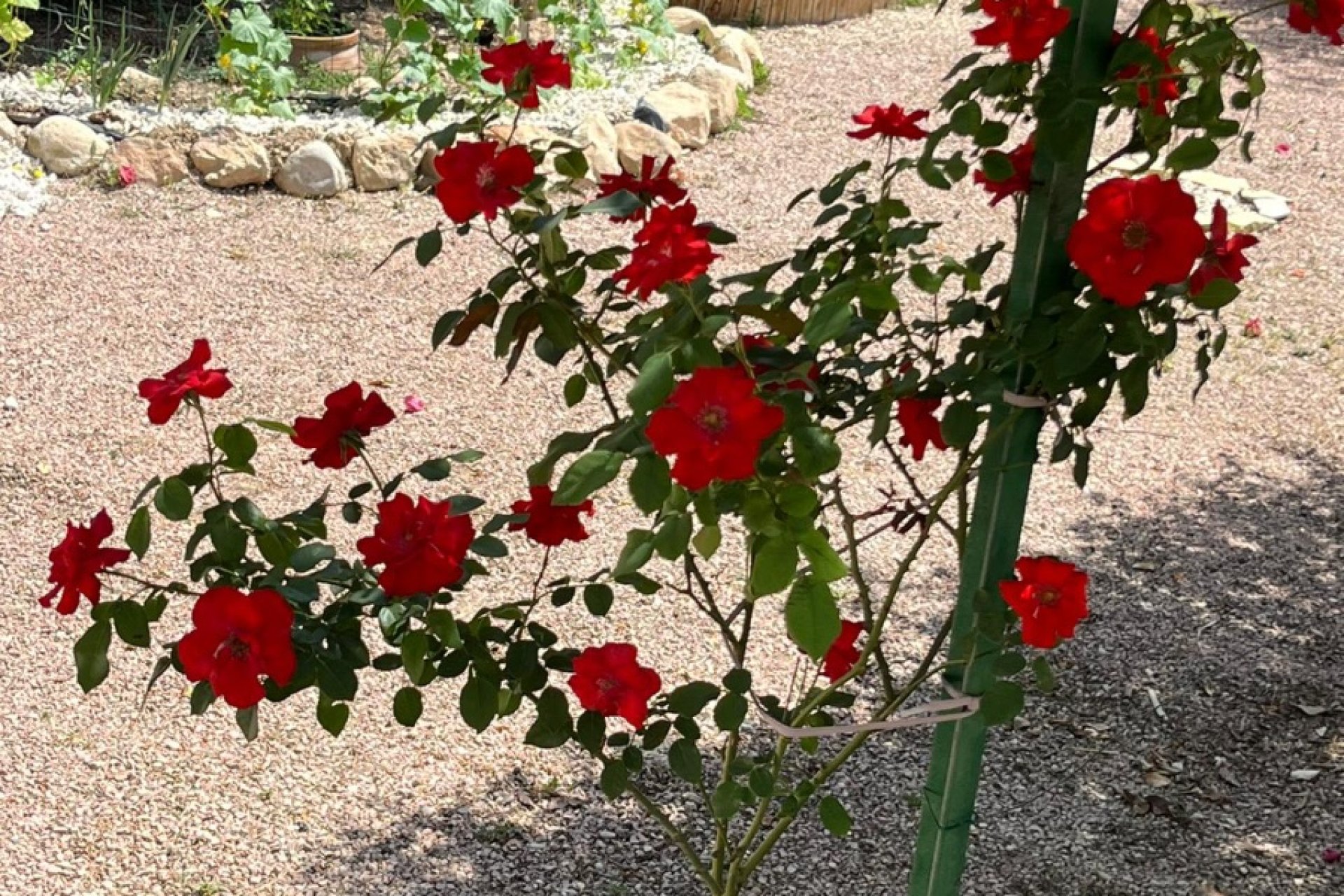 Resale - Country Property -
Monforte Del Cid - Alenda Golf