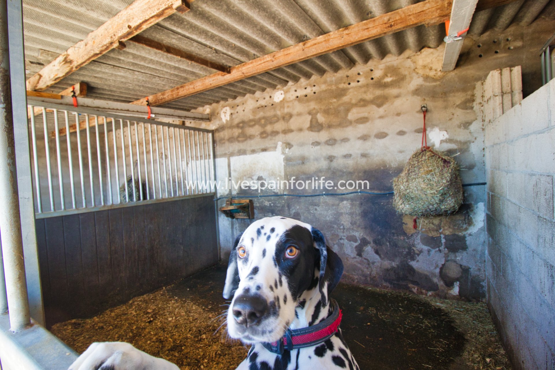 Resale - Equestrian -
Alicante