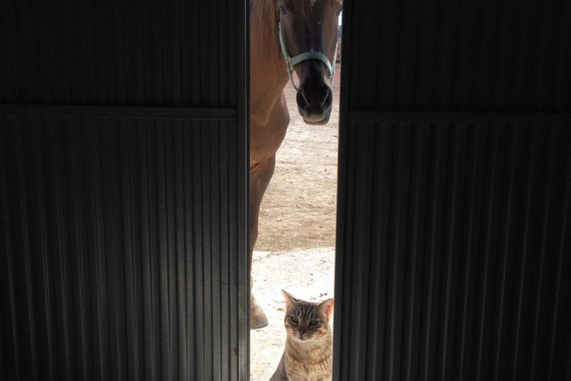 Resale - Equestrian -
Jumilla - Torre del Rico