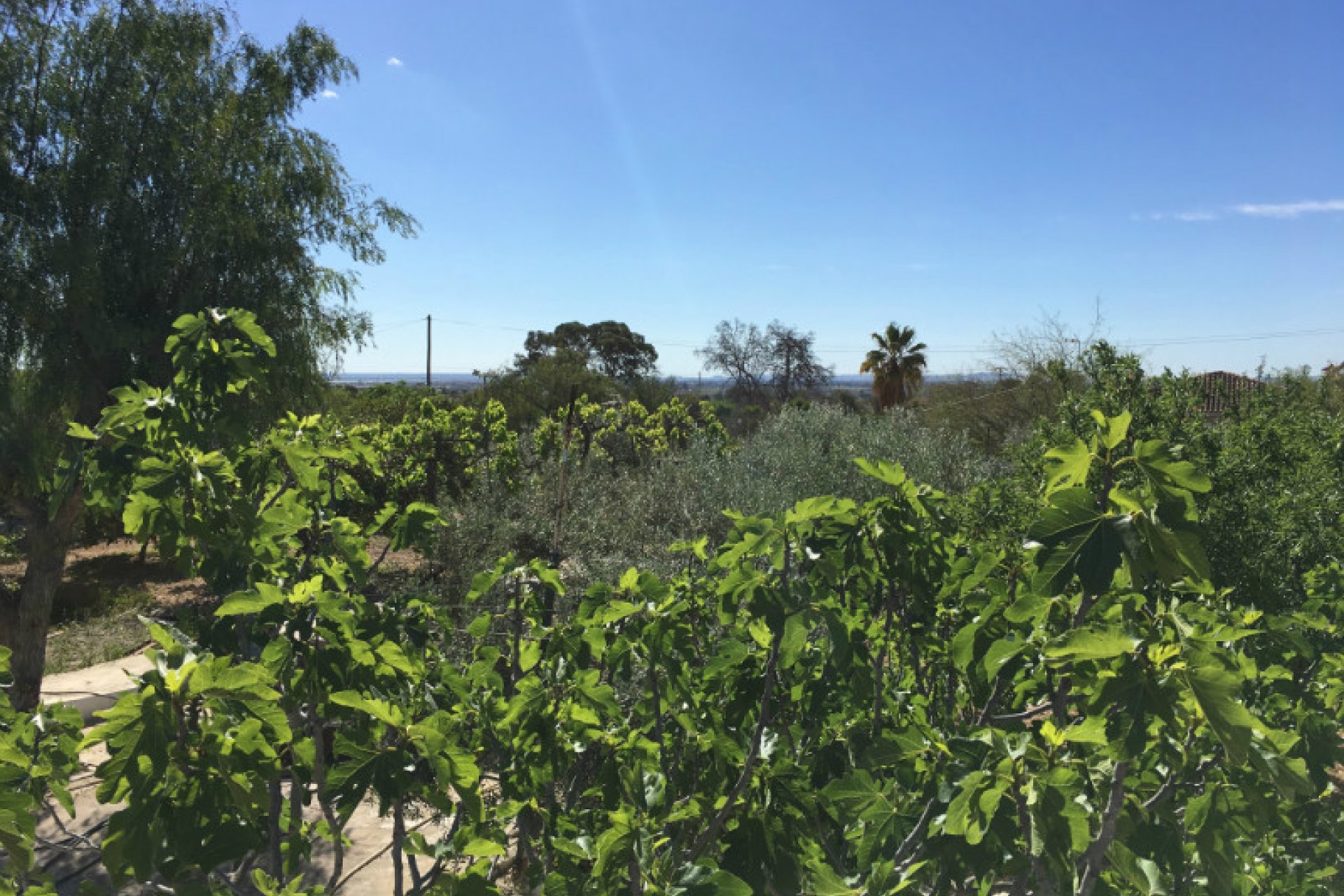 Reventa - Country house -
Albatera