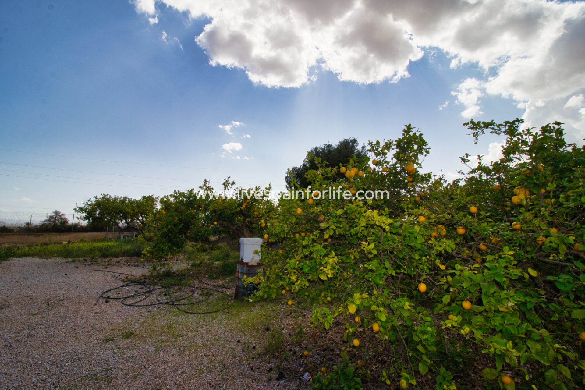 Reventa - Country house -
Albatera