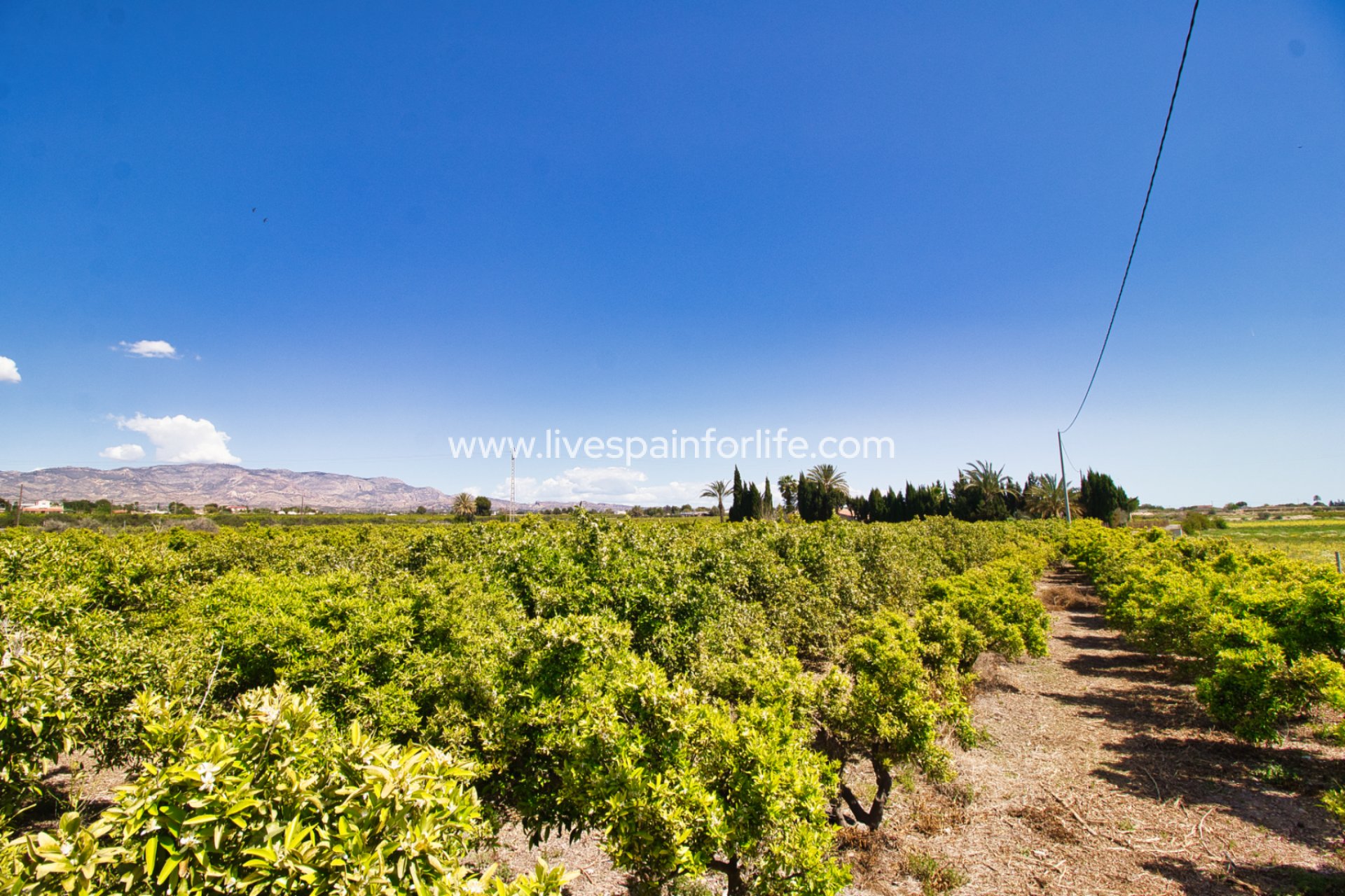 Reventa - Country house -
Albatera