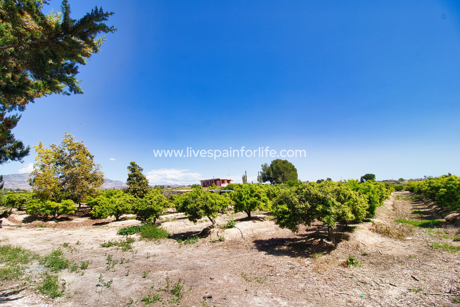 Reventa - Country house -
Albatera