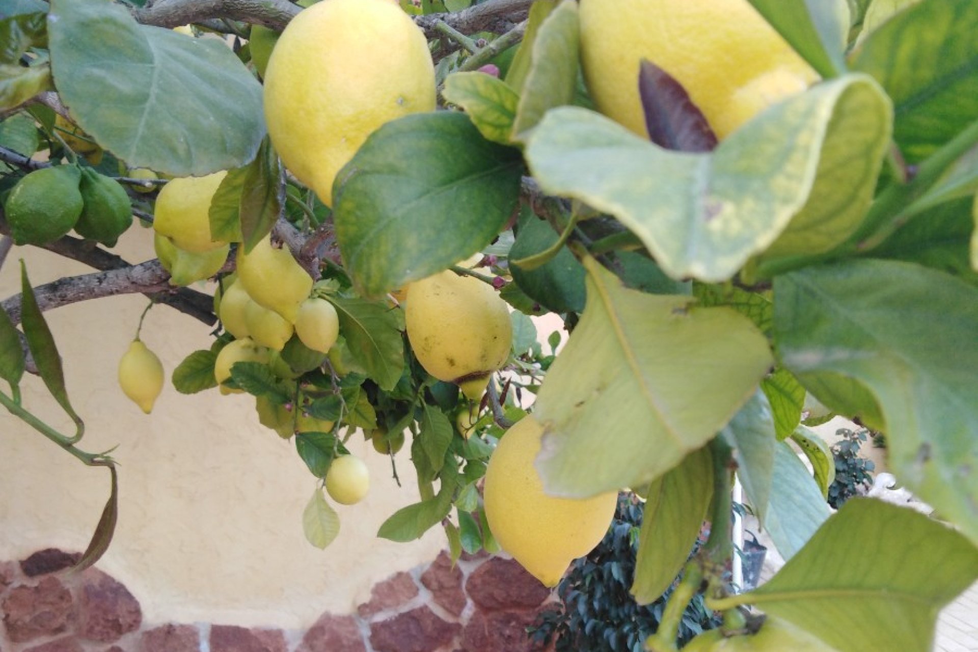 Reventa - Country house -
Alicante