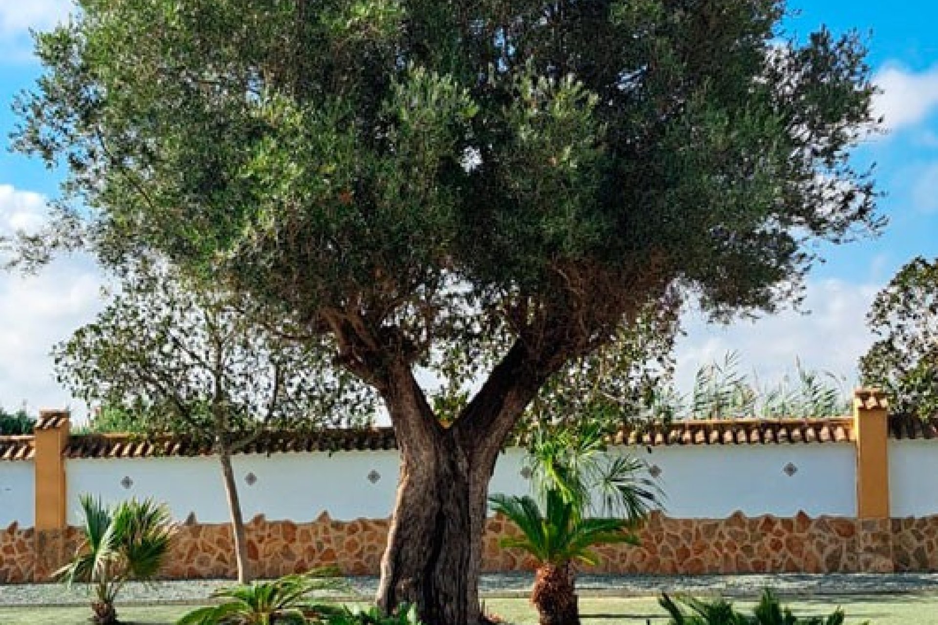 Reventa - Country house -
Catral - Catral - Country