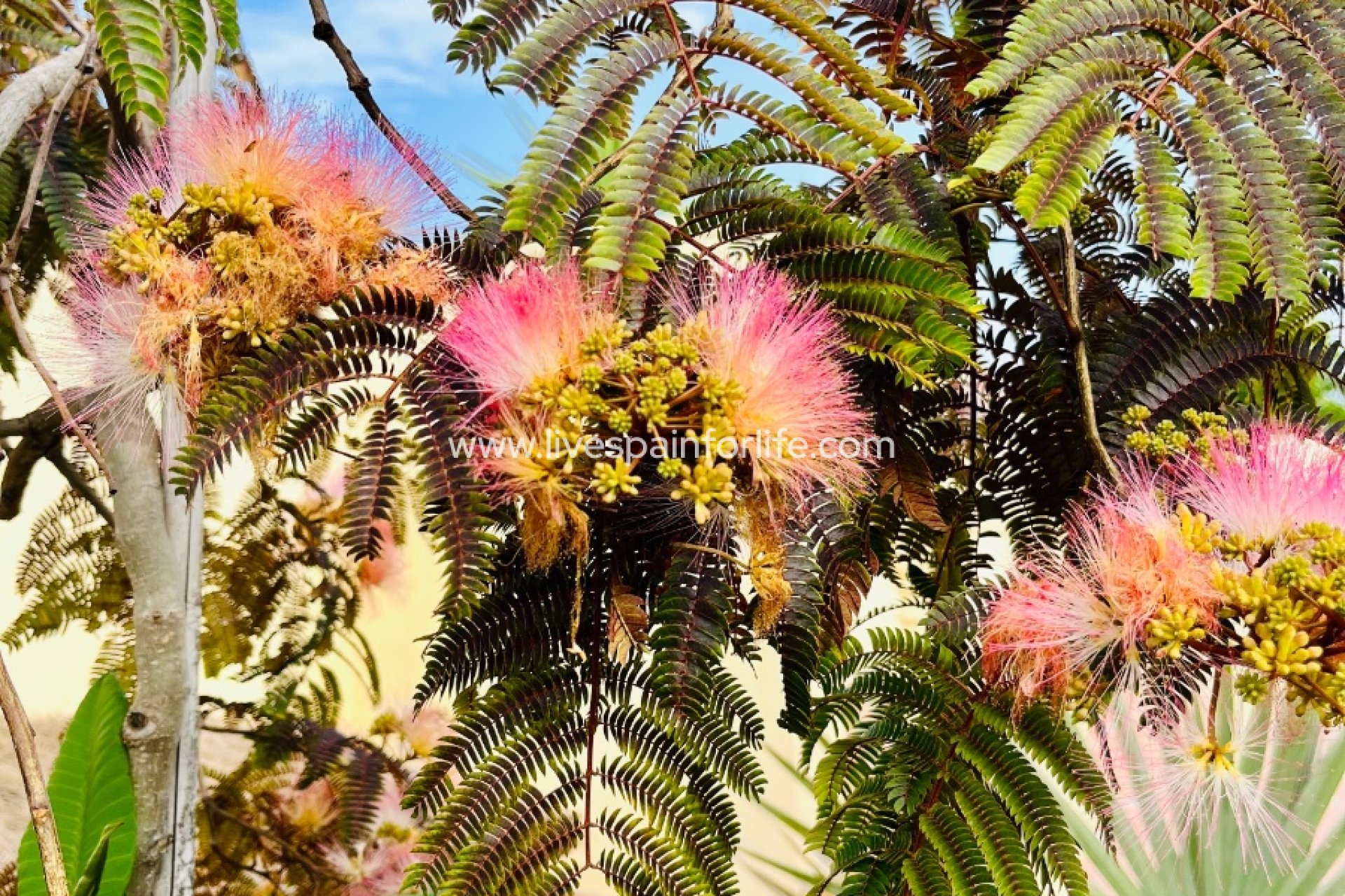 Reventa - Country house -
Dolores