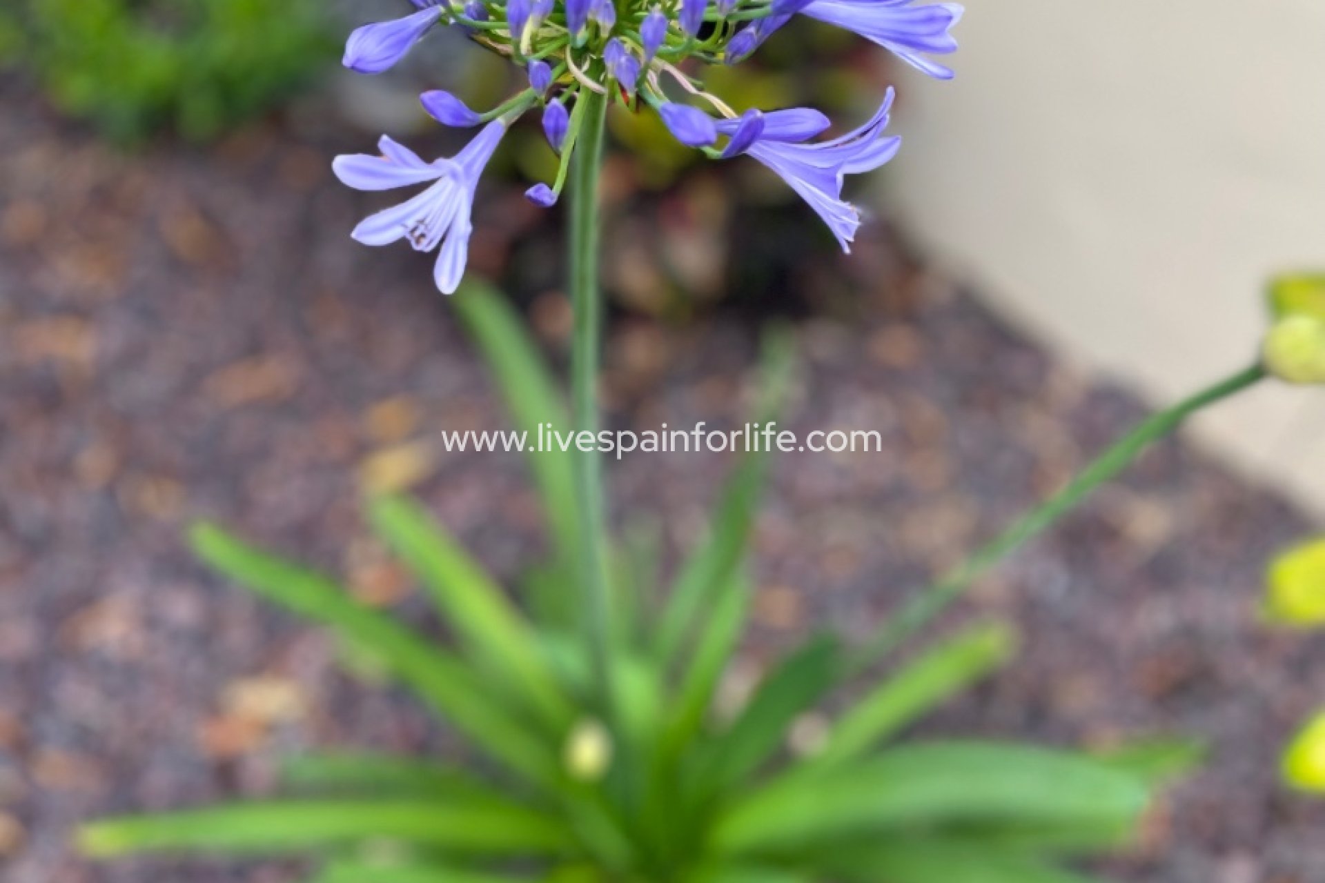 Reventa - Country house -
Dolores