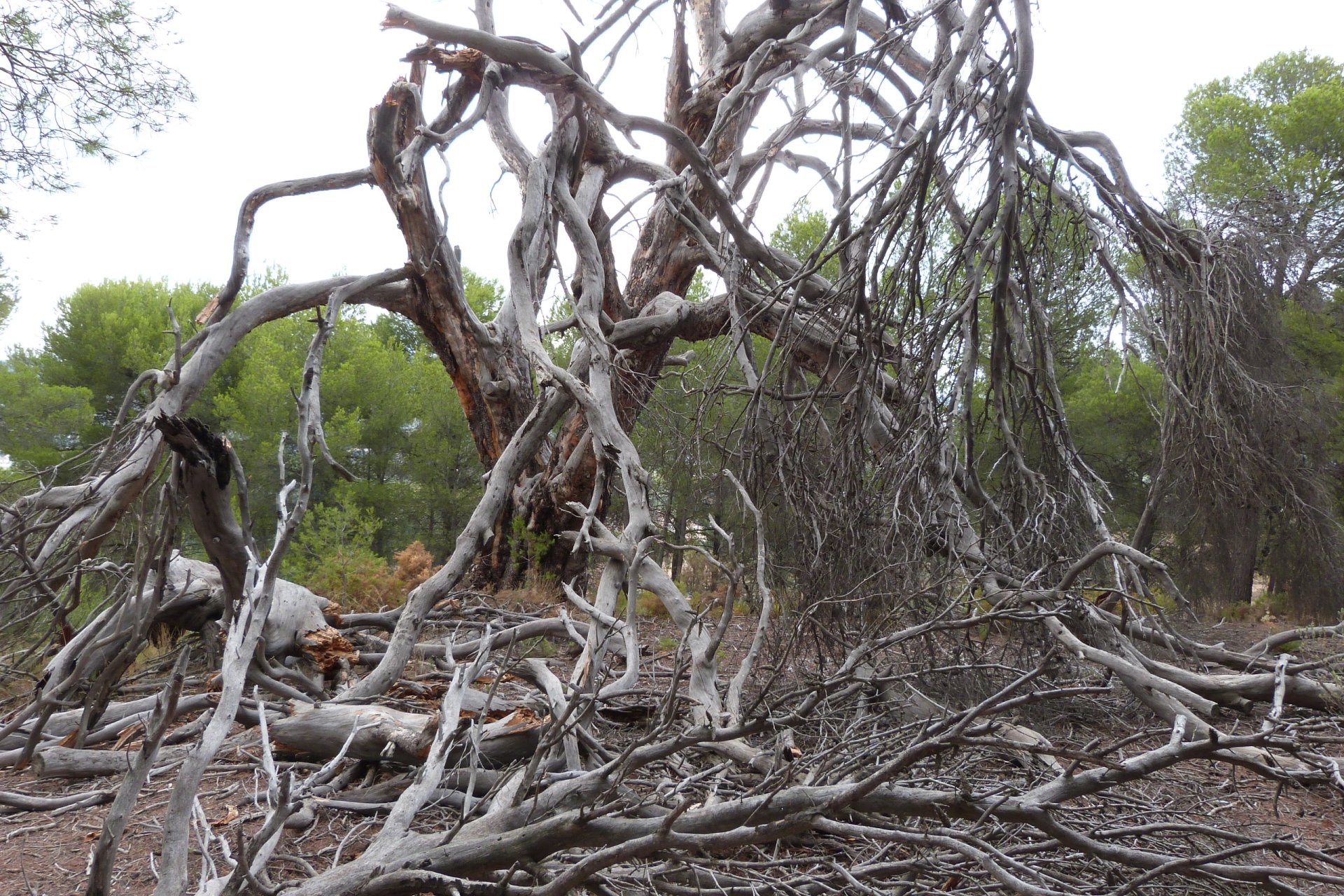 Reventa - Country house -
Ibi - Ibi - Country