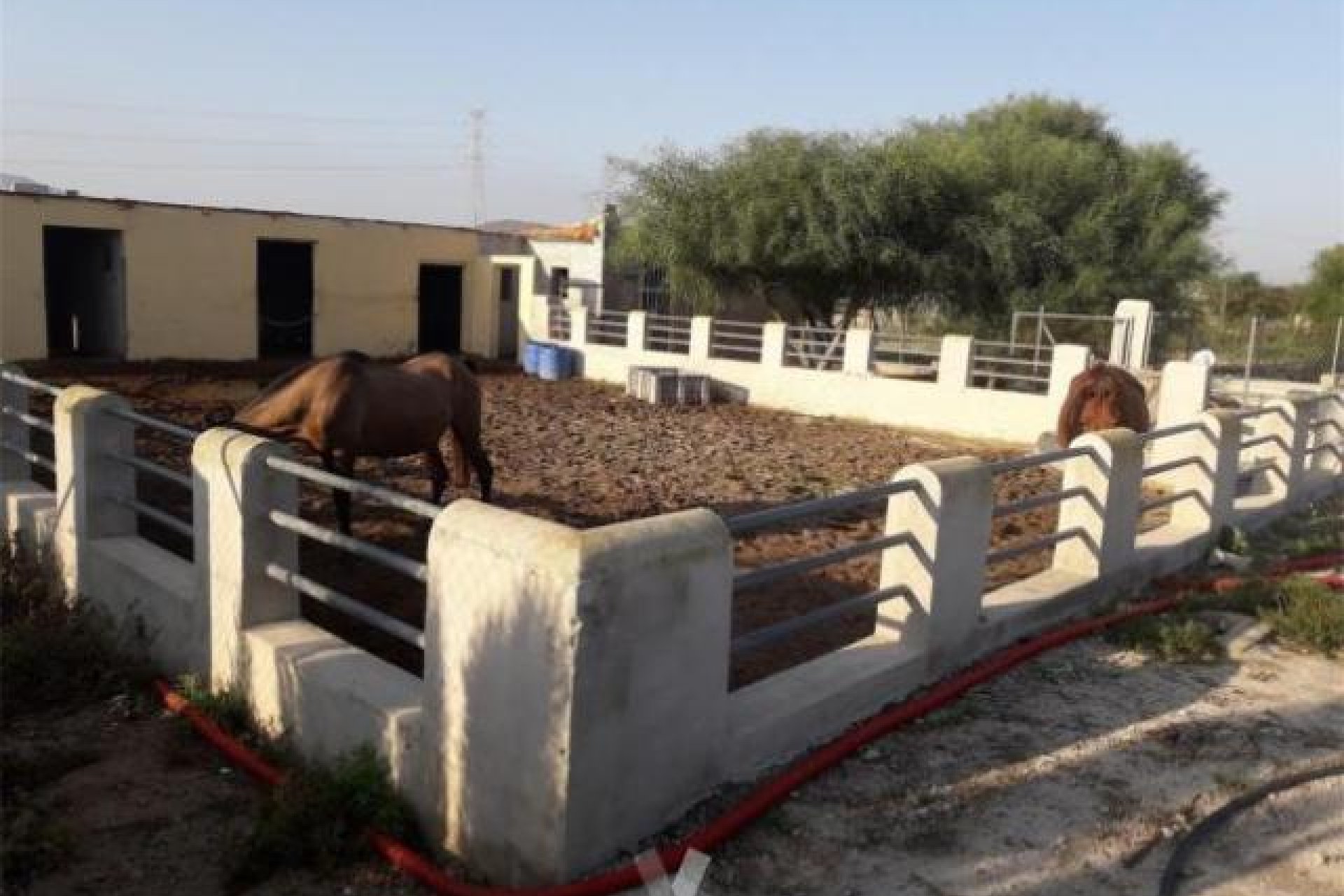 Reventa - Equestrian -
Abanilla