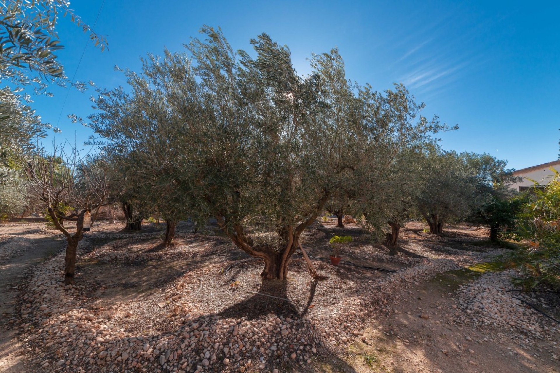 Revente - Maison de campagne -
Alicante