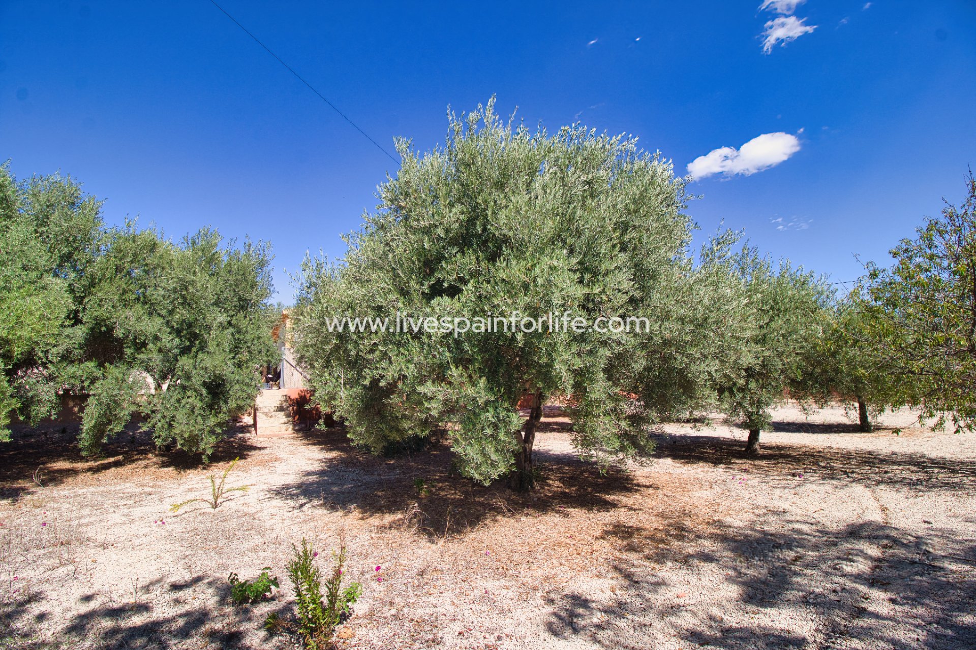 Revente - Maison de campagne -
Alicante