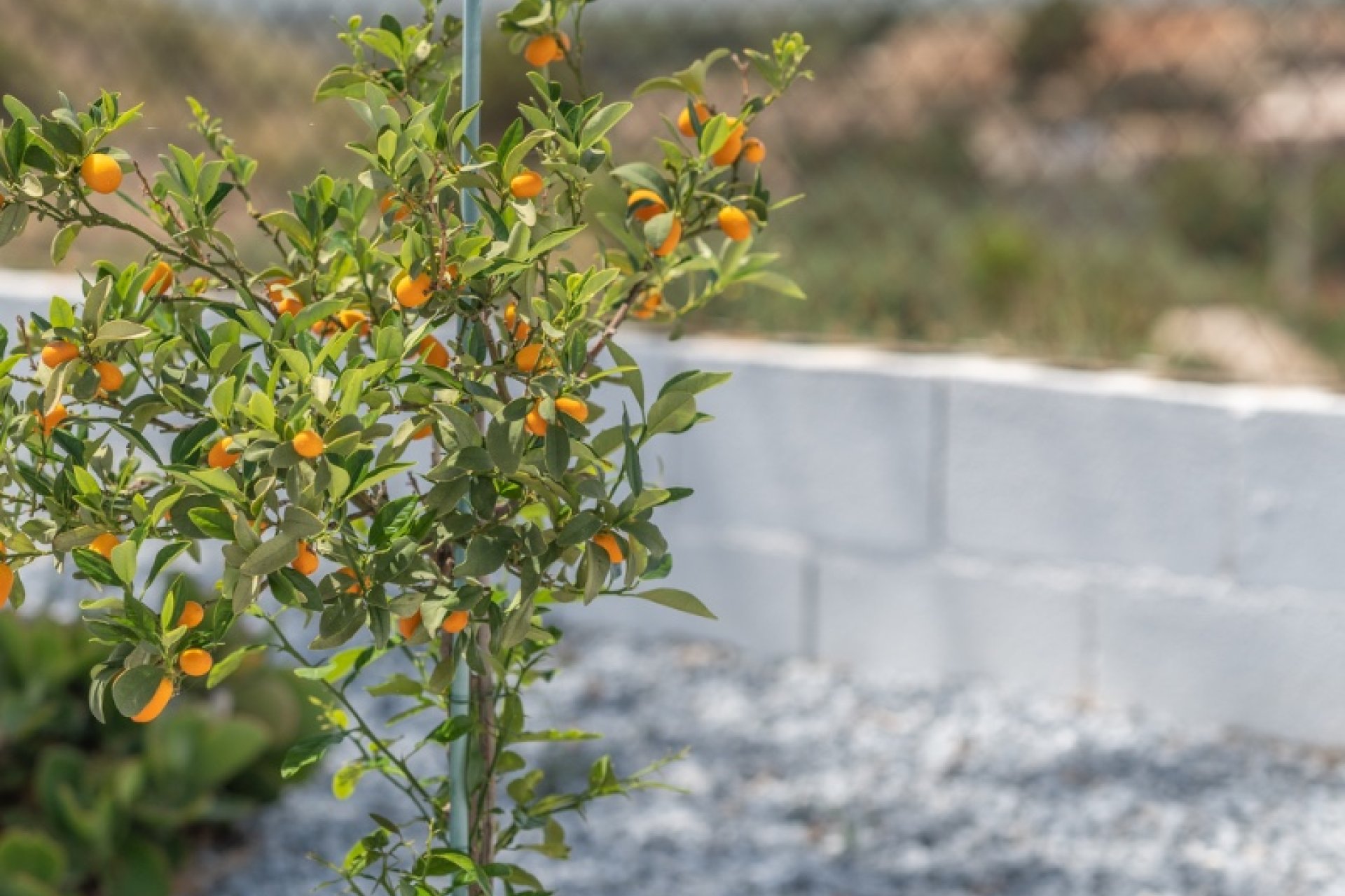 Revente - Maison de campagne -
Crevillent