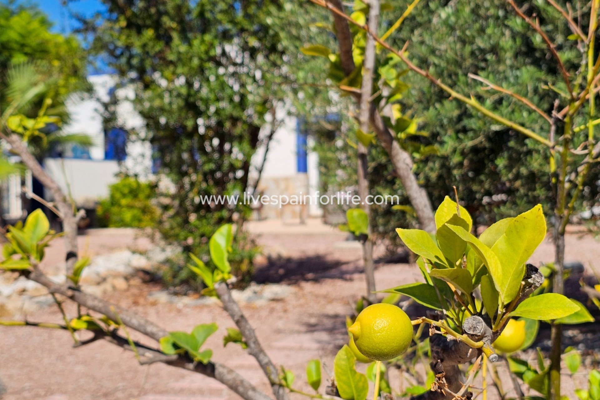 Revente - Maison de campagne -
El Realengo