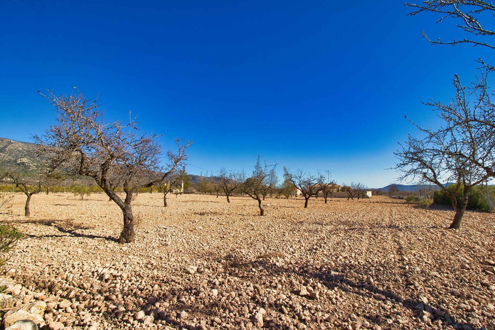 Revente - Maison de campagne -
Pinoso