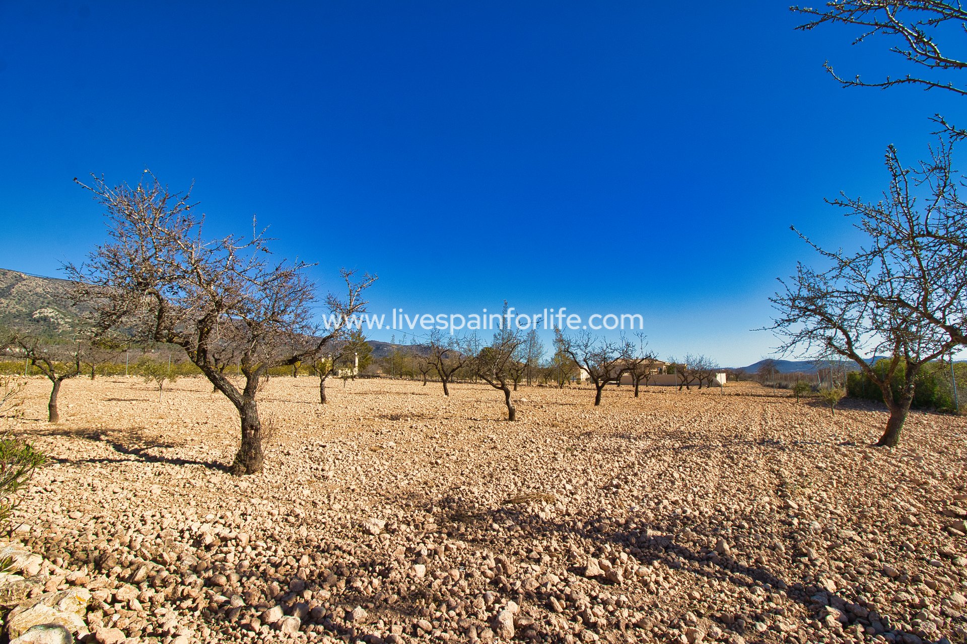 Revente - Maison de campagne -
Pinoso