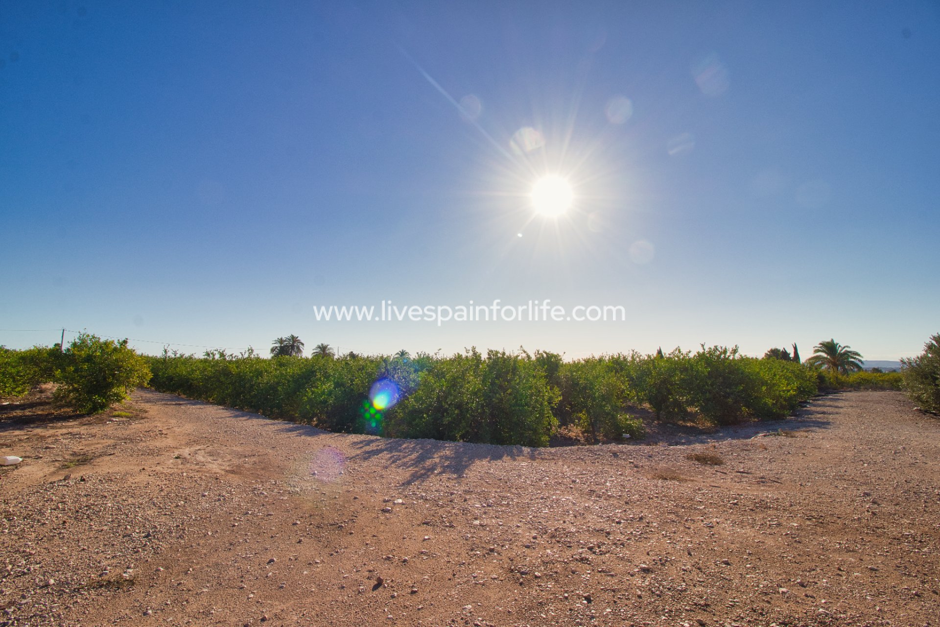 Revente - Plot of Land -
Albatera