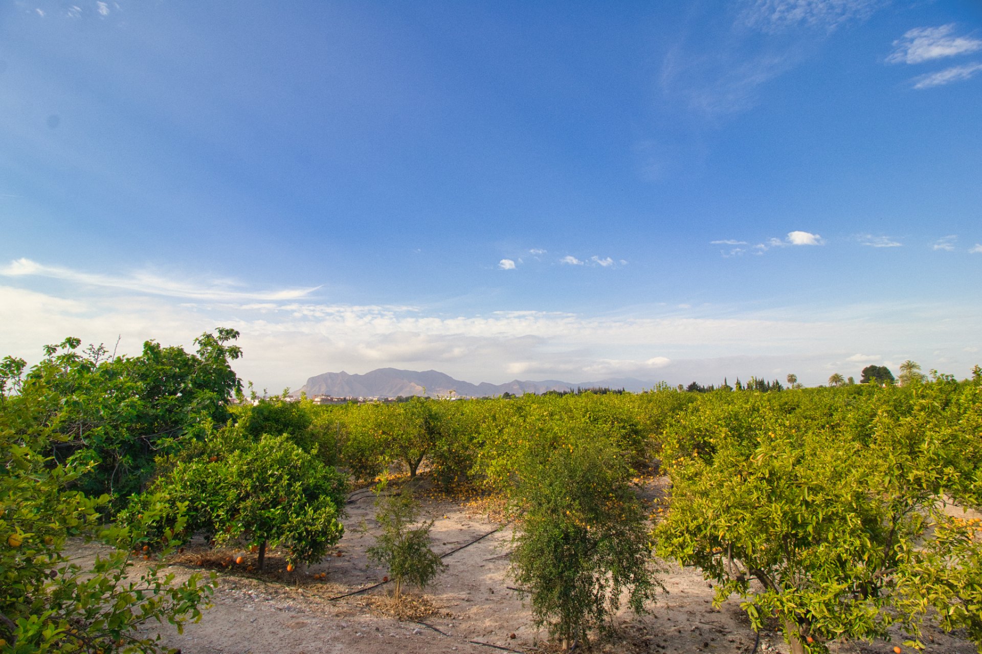 Revente - Plot of Land -
Albatera