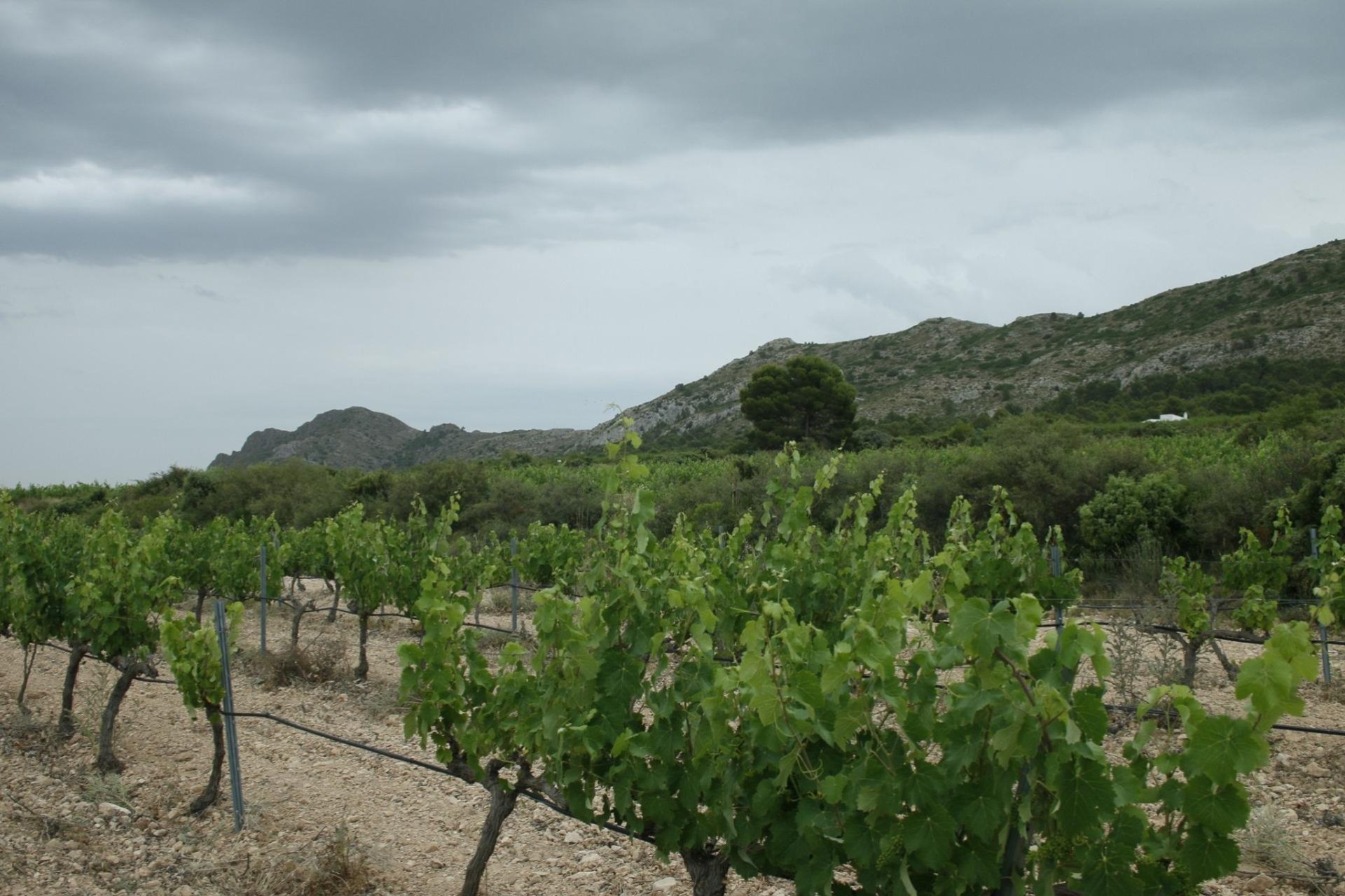  - Villa (indépendant) -
Yecla