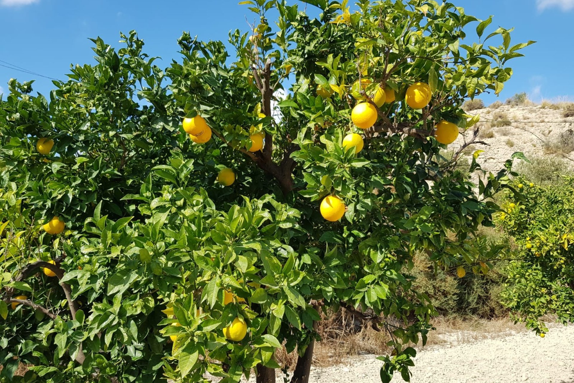 Weiterverkauf - Country house -
Crevillent