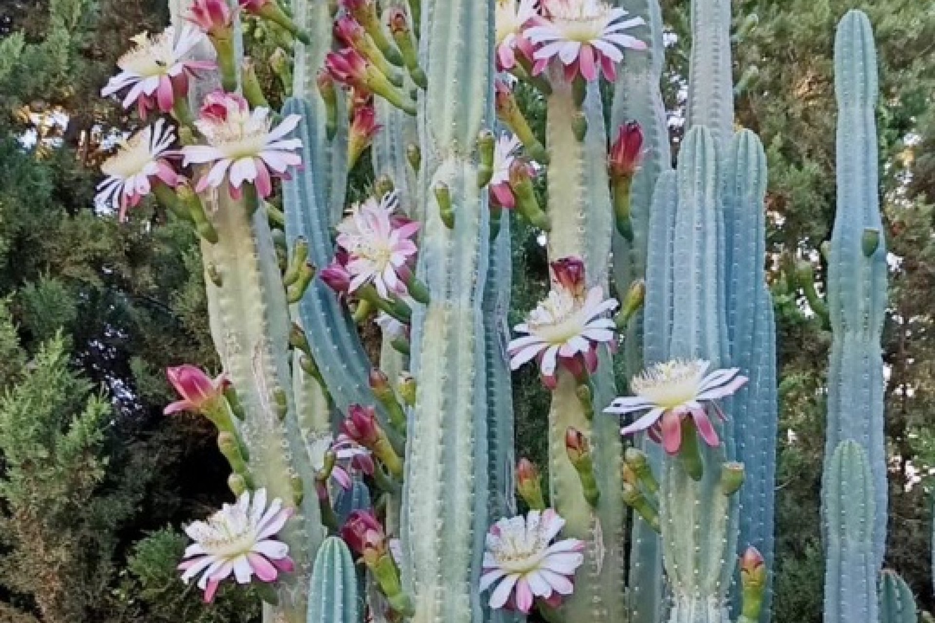 Weiterverkauf - Country house -
Monforte Del Cid - Alenda Golf