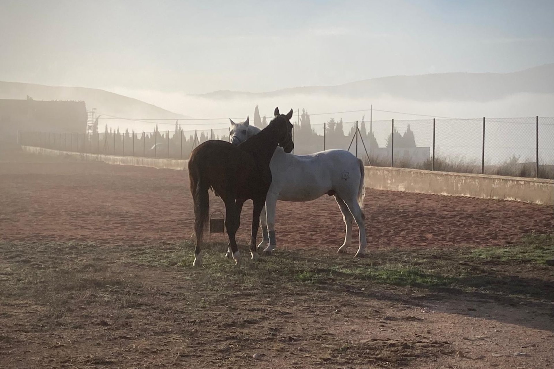 Weiterverkauf - Equestrian -
Jumilla - Torre del Rico
