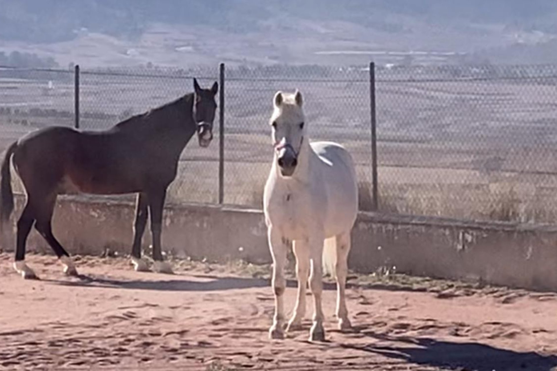 Weiterverkauf - Equestrian -
Jumilla - Torre del Rico