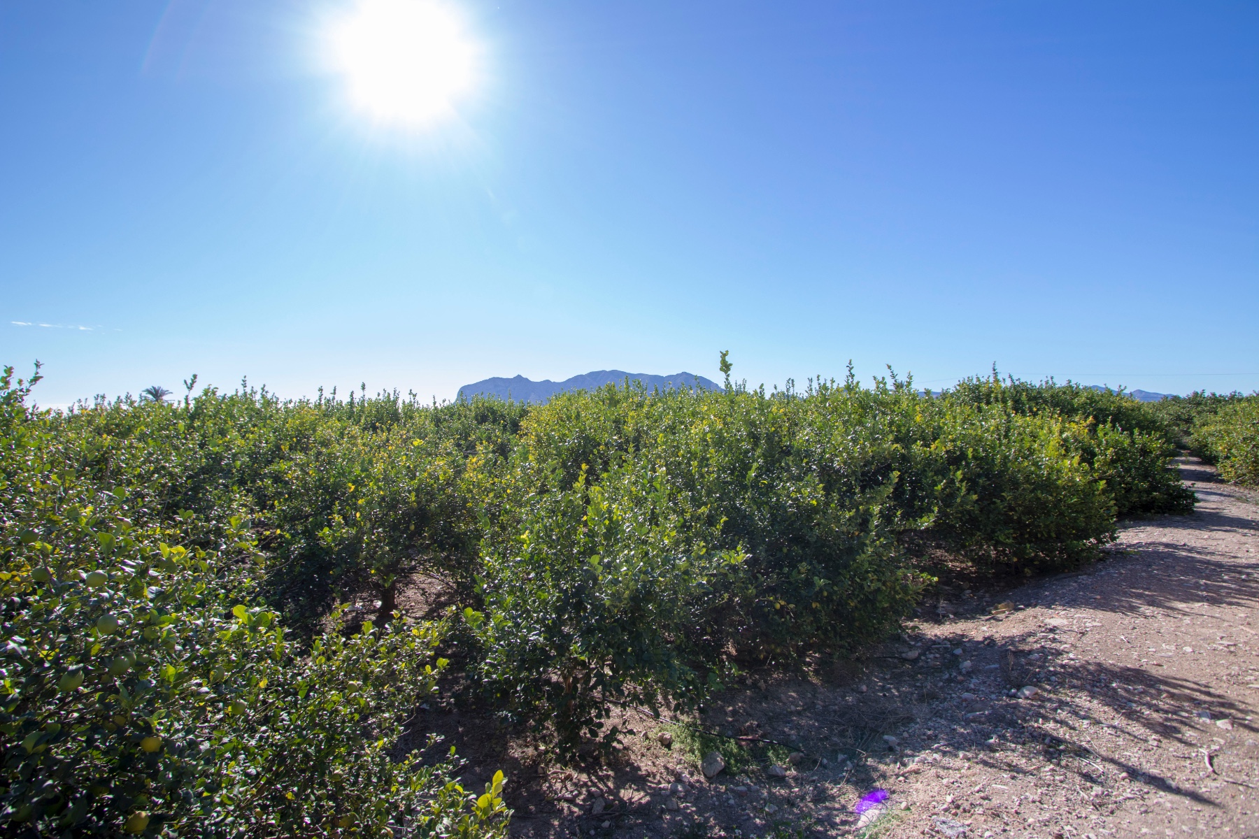 House in Albatera - Image 3